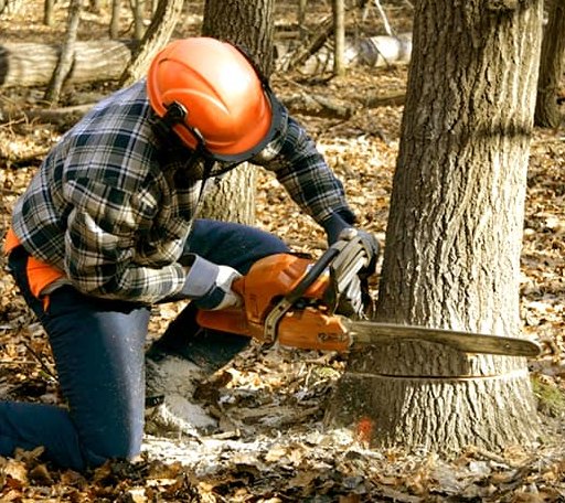 Tree Removal in Rutland, SD